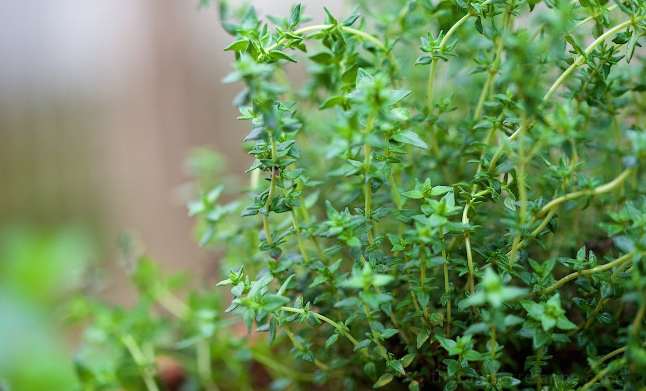 image-1079925-Fresh-Herbs-5.jpg